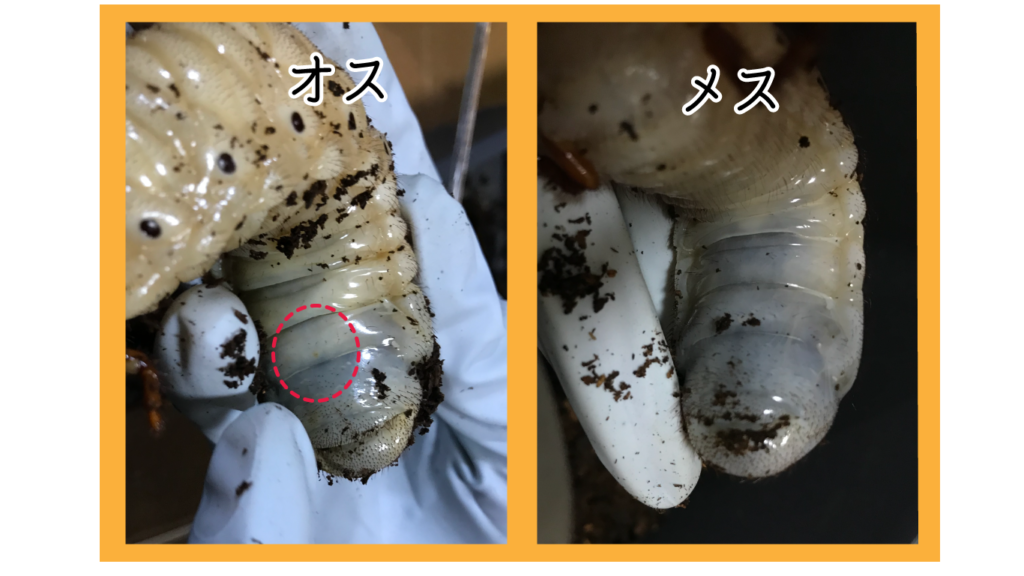 ヘラクレスオオカブト幼虫の見分け方と飼育のポイント -